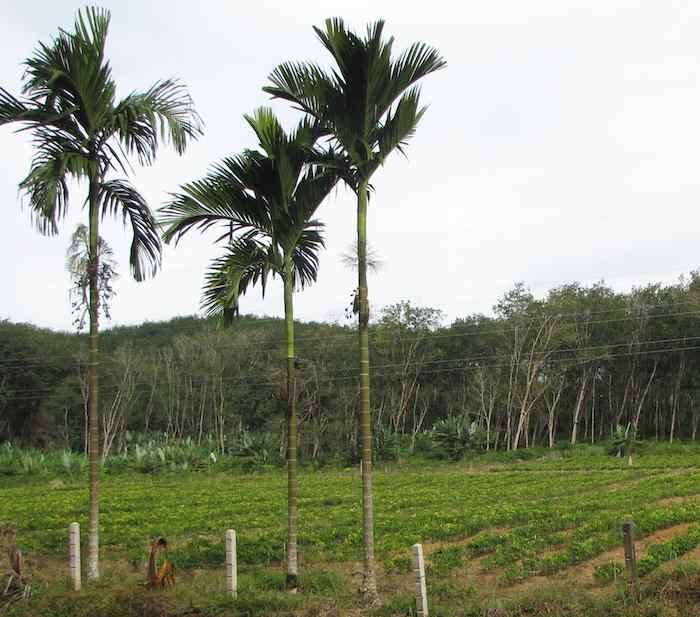 Palm trees, with rubber trees in the background